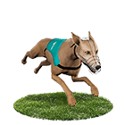 玩很大娛樂城娛樂城白金賽狗 玩很大娛樂城娛樂城白金賽狗